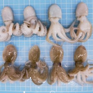 Baby Octopus frozen