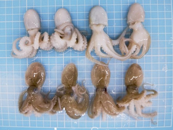 Baby Octopus frozen