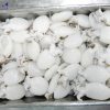 cuttlefish frozen