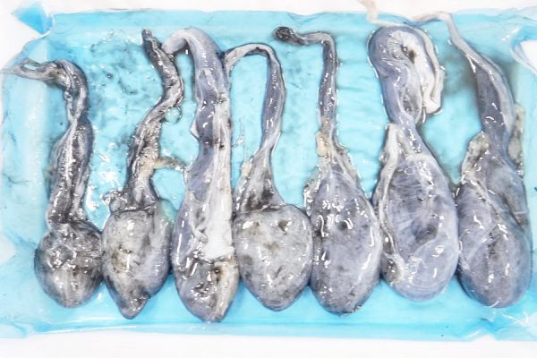 cuttlefish ink frozen