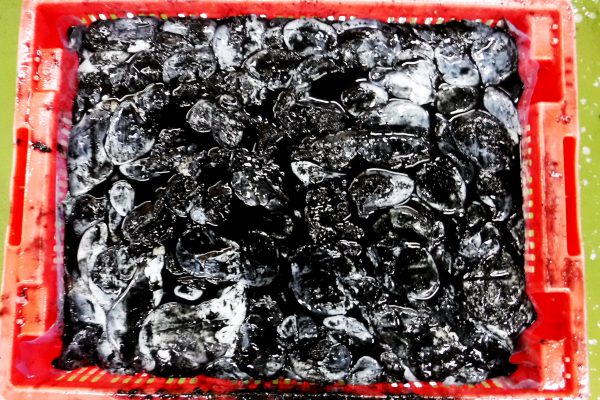 cuttlefish ink frozen