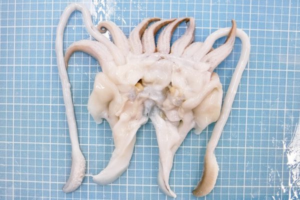 cuttlefish tentacle frozen