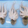 Baby Octopus frozen