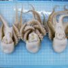 Baby Octopus frozen
