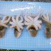 Baby Octopus frozen
