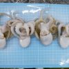 Baby Octopus frozen
