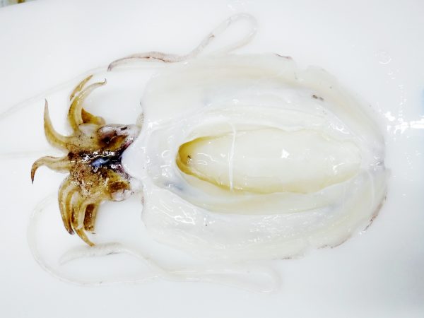 cuttlefish frozen