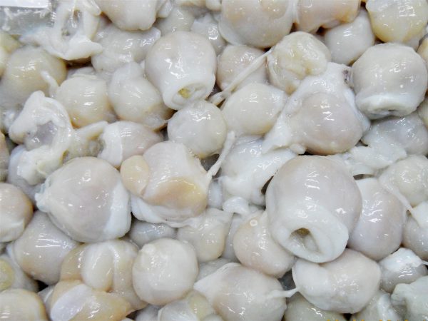 cuttlefish mouth frozen