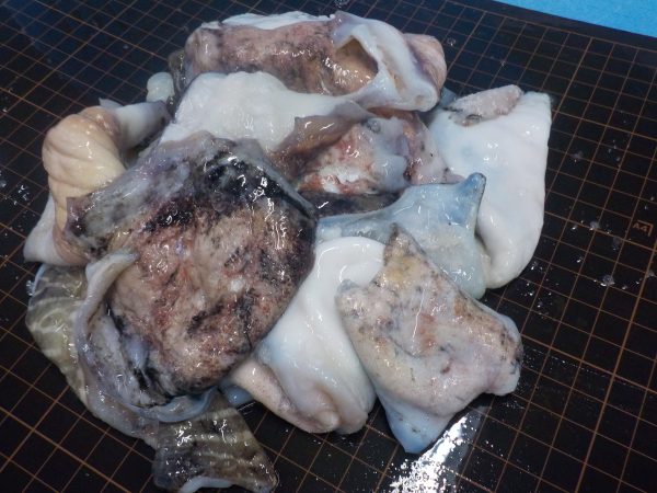 cuttlefish skin frozen