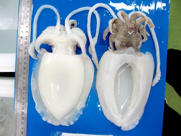 cuttlefish frozen