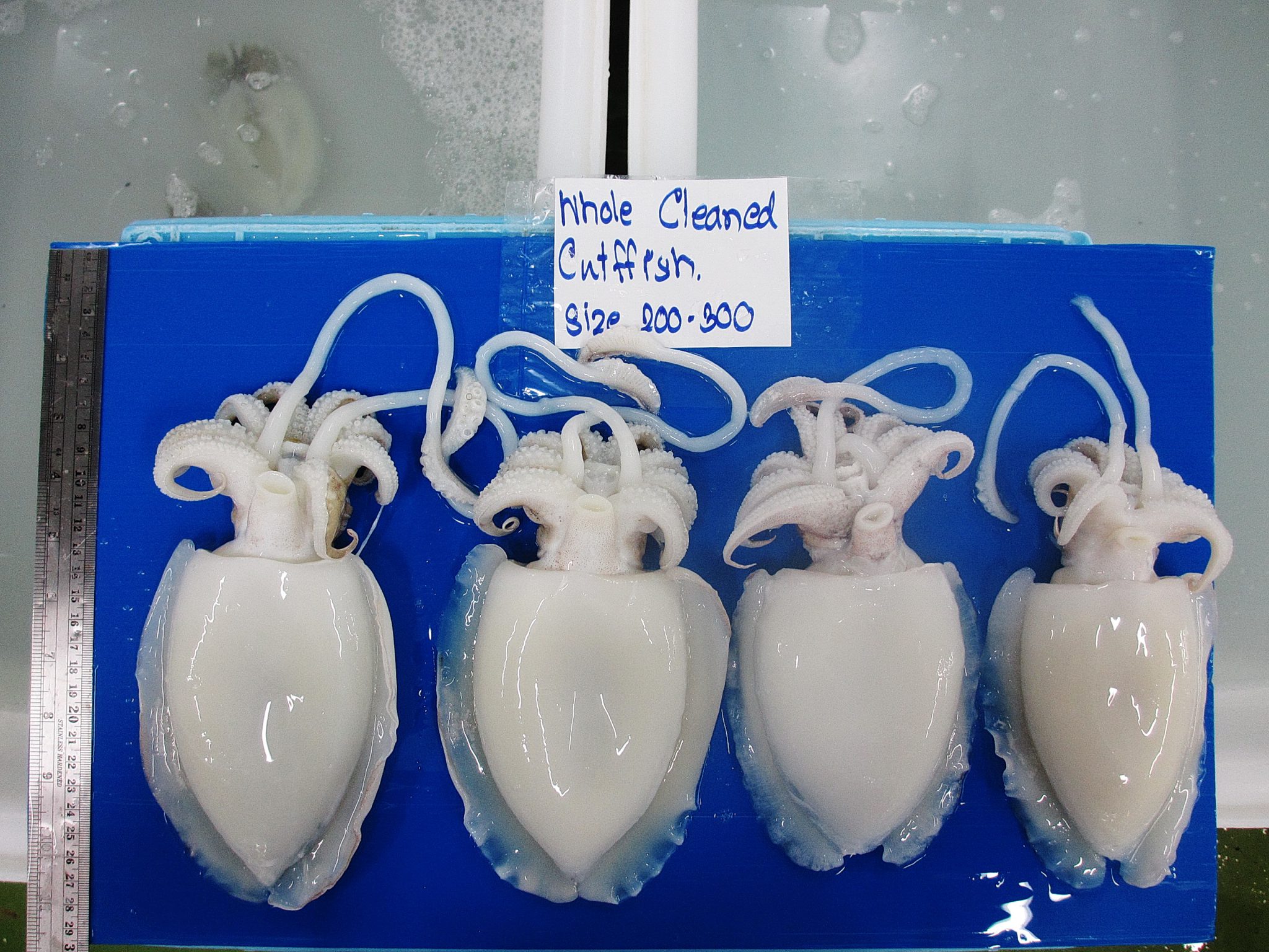 Cuttlefish Whole clean Big size - Ranong Frozen Foods Co.,LTD.