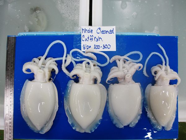 cuttlefish frozen