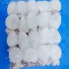 Cuttlefish Whole clean Small size