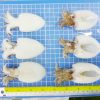 cuttlefish frozen