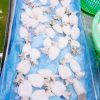 Cuttlefish Whole clean Small size