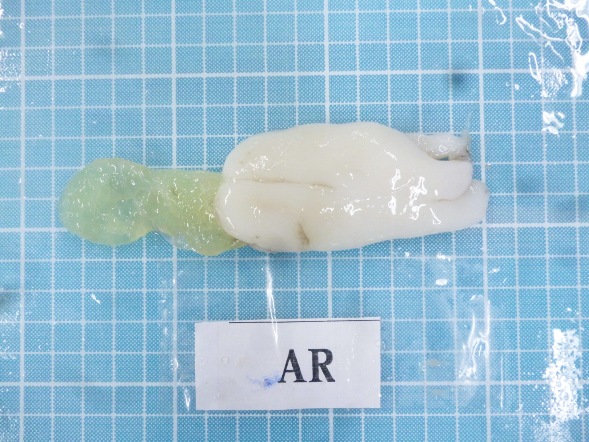 Soft Cuttlefish Roe - Ranong Frozen Foods Co.,LTD.