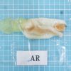Soft Cuttlefish roe frozen
