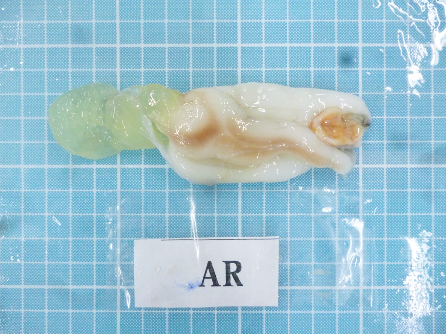 Soft Cuttlefish Roe - Ranong Frozen Foods Co.,LTD.