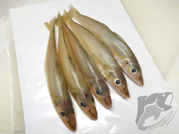 KISU HIRAKI ปลาทราย