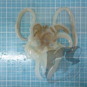 Squid Tentacle