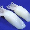 Frozen Squid Sugata
