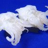 Frozen Squid Tentacle sushi